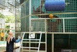 PUSAT REHABILITASI DAN KONSERVASI IAR INDONESIA. Seorang animal keeper memantau kondisi Orangutan di pusat rehabilitasi dan konservasi International Animal Rescue (IAR) Indonesia di Kabupaten Ketapang, Kalimantan Barat, Rabu (10/7/2019). IAR Ketapang yang merupakan pusat rehabalitasi dan konservasi tersebut saat ini sedang merawat 97 Orangutan yang berhasil diselamatkan dari perburuan, perdagangan dan pemeliharaan ilegal. ANTARA FOTO/HS Putra/jhwANTARA FOTO/HS PUTRA (ANTARA FOTO/HS PUTRA)