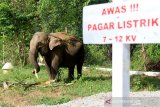 Gajah Sumatra jinak bernama Suci yang hamil berada di dalam kandang di Conservation Response Unit (CRU) Desa Alue Kuyun, Woyla Timur, Aceh Barat, Sabtu (13/7/2019) Menurut keterangan mahout, kehamilan Suci diperkirakan sudah memasuki bulan ke 20 dan diprediksikan akan melahirkan pada akhir Agustus atau awal September mendatang. (Antara Aceh/Syifa Yulinnas)