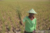 Petani mengambil tanaman padi miliknya yang rusak akibat kekeringan di desa Pegagan, kecamatan Terisi, Indramayu, Jawa Barat, Senin (15/7/2019). Sedikitnya 250 herktar lahan sawah di kecamatan tersebut mengalami puso dan gagal panen akibat kesulitan mendapat pasokan air irigasi. ANTARA JABAR/Dedhez Anggara/agr