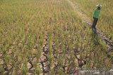 Petani berada di areal sawah miliknya yang rusak akibat kekeringan di desa Pegagan, kecamatan Terisi, Indramayu, Jawa Barat, Senin (15/7/2019). Sedikitnya 250 herktar lahan sawah di kecamatan tersebut mengalami puso dan gagal panen akibat kesulitan mendapat pasokan air irigasi. ANTARA JABAR/Dedhez Anggara/agr