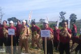 Pusri bantu peningkatan produksi bawang merah di Solok