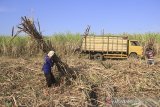 Pekerja memanen tebu di Jatitujuh, Majalengka, Jawa Barat, Selasa (16/7/2019). Pemerintah menargetkan produksi gula nasional pada tahun 2019 sebesar 2,24 juta ton. ANTARA JABAR/Dedhez Anggara/agr