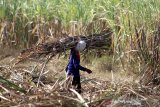 Pekerja memanen tebu di Jatitujuh, Majalengka, Jawa Barat, Selasa (16/7/2019). Pemerintah menargetkan produksi gula nasional pada tahun 2019 sebesar 2,24 juta ton. ANTARA JABAR/Dedhez Anggara/agr