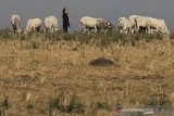 Peternak menggembala sapi di padang rumput di desa Jatisura, Cikedung, Indramayu, Jawa Barat, Selasa (16/7/2019). Kementerian Pertanian menargetkan pada tahun 2026 populasi sapi atau kerbau secara nasional akan mengalami peningkatan untuk mewujudkan swasembada daging sapi. ANTARA JABAR/Dedhez Anggara/agr