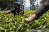 Petani memetik daun teh hijau saat panen di Perkebunan Teh Gambung, Ciwidey, Kabupaten Bandung, Jawa Barat, Selasa (16/7/2019). Direktur Perlindungan Perkebunan Kementerian Pertanian Dudi Gunadi menyatakan, Kementerian Pertanian menargetkan hingga 2024 produksi teh dalam negeri meningkat dengan rata-rata 231.771 ton per tahun dari yang saat ini hanya mencapai 140.000 ton. ANTARA JABAR/Raisan Al Farisi/agr