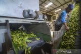 Pekerja mengolah daun teh hijau di Pabrik Teh Pusat Penelitian Teh dan Kina (PPTK), Gambung, Ciwidey, Kabupaten Bandung, Jawa Barat, Selasa (16/7/2019). Direktur Perlindungan Perkebunan Kementerian Pertanian Dudi Gunadi menyatakan, Kementerian Pertanian menargetkan hingga 2024 produksi teh dalam negeri meningkat dengan rata-rata 231.771 ton per tahun dari yang saat ini hanya mencapai 140.000 ton. ANTARA JABAR/Raisan Al Farisi/agr