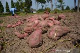 Buruh tani memanen ubi jalar di areal persawahan Desa Genukwatu, Kecamatan Ngoro, Kabupaten Jombang, Jawa Timur, Selasa (16/7/2019). Menurut petani harga ubi jalar saat ini mengalami penurunan dari sebelumnya Rp2.500 per kilogram menjadi Rp1000 per kilogramnya imbas banyaknya stok di pasar karena musim panen ubi seperti di Mojokerto, Malang dan Kediri. Antara Jatim/Syaiful Arif/zk.