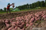 Buruh tani memanen ubi jalar di areal persawahan Desa Genukwatu, Kecamatan Ngoro, Kabupaten Jombang, Jawa Timur, Selasa (16/7/2019). Menurut petani harga ubi jalar saat ini mengalami penurunan dari sebelumnya Rp2.500 per kilogram menjadi Rp1000 per kilogramnya imbas banyaknya stok di pasar karena musim panen ubi seperti di Mojokerto, Malang dan Kediri. Antara Jatim/Syaiful Arif/zk.