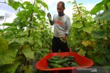 Petani memanen timun di Landasan Ulin Utara,Kecamatan Liang Anggang Banjarbaru, Kalimantan Selatan, Rabu (17/7/2019).Musim kemarau berdampak berkurangnya sumber air di kawasan tersebut mengakibatkan hasil panen mengalami penurunan dari 1,5 ton menjadi 700 kilogram namun harga jual di tingkat petani didaerah tersebut mengalami kenaikan dari Rp2.000 menjadi Rp3.000 per kilogram.Foto Antaranews Kalsel/Bayu Pratama S.