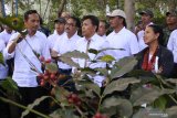 Menteri Badan Usaha Milik Negara (BUMN) Rini M. Soemarno (kanan), didampingi Direktur Utama PT Perkebunan Nusantara (PTPN) XII Cholidi (kiri), Direktur Utama PTPN III Dolly Pulungan (tengah), melihat tanaman kopi di Kebun Kalisat, Kecamatan Ijen, Bondowoso, Jawa Timur, Selasa (16/7/2019). Menteri BUMN mendorong PTPN XII meningkatkan produksi kopi Arabica karena dimintai pasar luar negeri seperti Amerika Serikat, negara di Eropa, dan Arab Saudi. Antara Jatim/Seno/zk