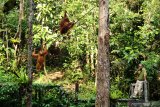 Seorang ranger berdiri tak jauh dari tiga Orangutan (pongo pygmaeus) yang sedang bergelantungan di pohon di Semenggoh Wildlife Centre di Kuching, Sarawak, Selasa (16/7/2019). Semenggoh Wildlife Centre yang menjadi pusat rehabilitasi dan perlindungan Orangutan sejak 1975 tersebut menjadi salah satu destinasi wisata Sarawak yang dapat dikunjungi wisatawan domestik dan mancanegara. ANTARA FOTO/Jessica Helena WuysangANTARA FOTO/JESSICA HELENA WUYSANG (ANTARA FOTO/JESSICA HELENA WUYSANG)