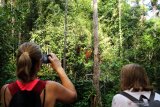 Dua wisatawan mancanegara memantau pergerakan Orangutan (pongo pygmaeus) yang sedang bergelantungan di pohon di Semenggoh Wildlife Centre di Kuching, Sarawak, Selasa (16/7/2019). Semenggoh Wildlife Centre yang menjadi pusat rehabilitasi dan perlindungan Orangutan sejak 1975 tersebut menjadi salah satu destinasi wisata Sarawak yang dapat dikunjungi wisatawan domestik dan mancanegara. ANTARA FOTO/Jessica Helena WuysangANTARA FOTO/JESSICA HELENA WUYSANG (ANTARA FOTO/JESSICA HELENA WUYSANG)