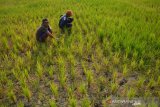 Warga melihat tanaman padi yang dibiarkan telantar di areal persawahan Desa Tampingmojo, Kecamatan Tembelang, Kabupaten Jombang, Jawa Timur, Rabu (17/7/2019). Sekitar 5 hektar sawah yang ditanami padi di wilayah setempat sengaja dibiarkan terlantar, karena petani kewalahan mengairi lahan menggunakan pompa sebab tidak adanya air irigasi pada musim kemarau seperti saat ini. Antara Jatim/Syaiful Arif/zk.