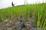 Warga melihat tanaman padi yang dibiarkan telantar di areal persawahan Desa Tampingmojo, Kecamatan Tembelang, Kabupaten Jombang, Jawa Timur, Rabu (17/7/2019). Sekitar 5 hektar sawah yang ditanami padi di wilayah setempat sengaja dibiarkan terlantar, karena petani kewalahan mengairi lahan menggunakan pompa sebab tidak adanya air irigasi pada musim kemarau seperti saat ini. Antara Jatim/Syaiful Arif/zk.