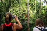 Dua wisatawan mancanegara memantau pergerakan Orangutan (pongo pygmaeus) yang sedang bergelantungan di pohon di Semenggoh Wildlife Centre di Kuching, Sarawak, Selasa (16/7/2019). Semenggoh Wildlife Centre yang menjadi pusat rehabilitasi dan perlindungan Orangutan sejak 1975 tersebut menjadi salah satu destinasi wisata Sarawak yang dapat dikunjungi wisatawan domestik dan mancanegara. ANTARA FOTO/Jessica Helena Wuysang/hp.