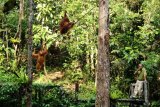 Seorang ranger berdiri tak jauh dari tiga Orangutan (pongo pygmaeus) yang sedang bergelantungan di pohon di Semenggoh Wildlife Centre di Kuching, Sarawak, Selasa (16/7/2019). Semenggoh Wildlife Centre yang menjadi pusat rehabilitasi dan perlindungan Orangutan sejak 1975 tersebut menjadi salah satu destinasi wisata Sarawak yang dapat dikunjungi wisatawan domestik dan mancanegara. ANTARA FOTO/Jessica Helena Wuysang/hp.