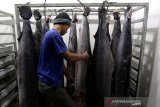 Pekerja menata ikan hasil tangkapan nelayan untuk kebutuhan industri nasional dalam gudang penyimpanan UD Nagata Tuna di Banda Aceh, Kamis (18/7/2019). Kementerian Kelautan dan Perikanan (KKP) telah menargetkan total produksi perikanan akan mencapai 38,3 juta ton pada 2019 guna memenuhi permintaan industri lokal, nasional serta pasar internasional. (Antara Aceh/Irwansyah Putra)