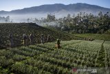 Sejumlah petani bersiap memanen daun bawang di area pertanian Kertasari, Kabupaten Bandung, Jawa Barat, Kamis (18/7/2019). Daun Bawang tersebut dijual dengan kisaran harga Rp. 10 ribu hingga Rp. 15 ribu perkilogram yang dipasarkan di sejumlah pasar tradisional Kota Bandung hingga pasar tradisional kawasan Bogor dan Jakarta. ANTARA JABAR/Novrian Arbi/agr