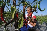 Petani memanen cabai merah di Desa Samiran, Pamekasan, Jawa Timur, Kamis (18/7/2019). Produksi cabai merah di daerah itu anjlok hingga 60 persen dari biasanya satu ton menjadi 400 kg sekali panen, karena virus. Antara Jatim/Saiful Bahri/zk.