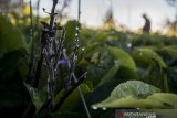 Warga melihat fenomena lapisan embun es (beku) yang menyelimuti daun teh di Kebun Teh, Kertasari, Kabupaten Bandung, Jawa Barat, Kamis (18/7/2019). Fenomena embun es tersebut telah terjadi sejak beberapa waktu lalu di sejumlah kawasan di Kertasari akibat kondisi suhu yang mencapai 8 hingga 3 derajat celsius saat musim kemarau. ANTARA JABAR/Novrian Arbi/agr