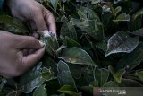 Warga melihat fenomena lapisan embun es (beku) yang menyelimuti daun teh di Kebun Teh, Kertasari, Kabupaten Bandung, Jawa Barat, Kamis (18/7/2019). Fenomena embun es tersebut telah terjadi sejak beberapa waktu lalu di sejumlah kawasan di Kertasari akibat kondisi suhu yang mencapai 8 hingga 3 derajat celsius saat musim kemarau. ANTARA JABAR/Novrian Arbi/agr