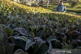 Warga melihat fenomena lapisan embun es (beku) yang menyelimuti daun teh di Kebun Teh, Kertasari, Kabupaten Bandung, Jawa Barat, Kamis (18/7/2019). Fenomena embun es tersebut telah terjadi sejak beberapa waktu lalu di sejumlah kawasan di Kertasari akibat kondisi suhu yang mencapai 8 hingga 3 derajat celsius saat musim kemarau. ANTARA JABAR/Novrian Arbi/agr