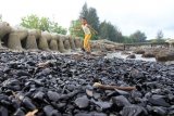 Seorang anak bermain di pinggir pantai yang tercemar limbah batubara di kawasan pantai wisata Desa Suak Indra Puri, Aceh Barat, Aceh, Kamis (18/7/2019). Keberadaan limbah batubara yang diduga milik salah satu perusahan di Kabupaten setempat dapat merugikan warga yang berjualan di kawasan pantai karena minimnya pengunjung serta menurunya hasil tangkapan nelayan tradisional. ANTARA FOTO/Syifa Yulinnas/nym.