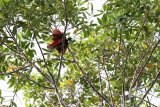 Kampung Warkesi tempat nonton burung cendrawasih menari