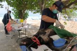 Tim medis dari Yayasan Sheva Bhuana melakukan operasi sterilisasi terhadap anjing liar di Pantai Kelan, Badung, Bali, Jumat (19/7/2019). Operasi pemandulan tersebut untuk mengendalikan perkembangbiakan anjing liar dalam upaya menekan penularan virus rabies di kawasan itu. ANTARA FOTO/Nyoman Hendra Wibowo/nym.