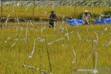 Petani memasang perangkat atau pengusir hama burung menggunakan limbah plastik di Kabupaten Pangandaran, Jawa Barat, Minggu (21/7/2019). Pemasangan perangkat hama tersebut untuk mengantisipasi serangan hama burung pada tanaman padi. ANTARA JABAR/Adeng Bustomi/agr