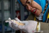 Dokter Hewan Balai Konservasi Sumber Daya Alam (BKSDA) Aceh Taing Lubis memperlihatkan beberapa ekor tokek  hasil penyerahan warga Sabang di Banda Aceh, Senin (22/7/2019). Sebanyak empat ekor reptil gecko jenis High Yellow Leopard Gecko, Albino Leopard Gecko, Sunglow Leopard Gecko, dan Mack Super Snow Albino Gecko diserahkan warga ke BKSDA Aceh untuk dipelihara. (Antara Aceh/Khalis)