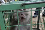 MONYET MASUK PEMUKIMAN. Petugas BKSDA (Balai Konservasi Sumber Daya Alam) Wilayah Banten menangkap monyet ekor panjang (Macaca fascicularis) yang berkeliaran di Kampung Kaloran, Serang, Banten, Senin (22/7/2019). sejak sepekan terakhir petugas BKSDA setempat telah menangkap tiga ekor kera yang berkeliaran di pemukiman dan meresahkan warga diduga karena kelompok hewan tersebut kesulitan air di habitat aslinya akibat kemarau. ANTARA FOTO/Asep Fathulrahman/ANTARA FOTO/ASEP FATHULRAHMAN (ANTARA FOTO/ASEP FATHULRAHMAN)