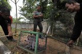MONYET MASUK PEMUKIMAN. Tiga petugas BKSDA (Balai Konservasi Sumber Daya Alam) Wilayah Banten menangkap monyet ekor panjang (Macaca fascicularis) yang berkeliaran di Kampung Kaloran, Serang, Banten, Senin (22/7/2019). sejak sepekan terakhir petugas BKSDA setempat telah menangkap tiga ekor kera yang berkeliaran di pemukiman dan meresahkan warga diduga karena kelompok hewan tersebut kesulitan air di habitat aslinya akibat kemarau. ANTARA FOTO/Asep Fathulrahman/ANTARA FOTO/ASEP FATHULRAHMAN (ANTARA FOTO/ASEP FATHULRAHMAN)