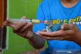 Septian Bayu Wardana (29) memberi makan anakan burung lovebird yang akan dijual mulai Rp300 ribu-Rp1 juta per ekor di Pulo Lor Jombang, Jawa Timur, Selasa (23/7/2019). Berawal dari hobi selama puluhan tahun, ia menjadikan ternak burung lovebird sebagai lahan usaha dengan omzet rata-rata Rp3 juta per bulan. Antara Jatim/Syaiful Arif/zk.