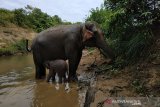 Seekor anak Gajah Sumatera yang baru lahir berada di samping induknya di kawasan Conservation Response Unit (CRU) Desa Alue Kuyun, Woyla Timur, Aceh Barat, Rabu (24/7/2019). Menurut keterangan mahout (pawang gajah), bayi gajah betina yang dilahirkan dari induk bernama Suci (30 tahun) tersebut memiliki berat 70 kilogram, panjang 100 cm dan tinggi 90 cm dengan lama kandungan diperkirakan 21 bulan. (Antara aceh/Sofyan/Syifa Yulinnas)