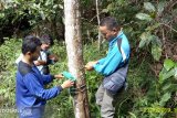 BKSDA pasang camera trap dan perangkap, guna nangkap 