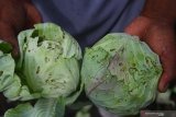 Buruh tani menunjukkan kubis hasil panen yang rusak akibat terserang hama ulat di Bumiaji, Batu, Jawa Timur, Rabu (24/7/2019). Pengepul sayuran di kawasan tersebut mengeluhkan buruknya kualitas hasil panen kubis akibat serangan hama ulat yang membuat harga komoditas tersebut turun dari Rp5.000 menjadi 2.000 rupiah per kilogram. Antara Jatim/Ari Bowo Sucipto/zk.