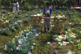 Buruh tani memanen kubis yang terserang hama ulat di Bumiaji, Batu, Jawa Timur, Rabu (24/7/2019). Pengepul sayuran di kawasan tersebut mengeluhkan buruknya kualitas hasil panen kubis akibat serangan hama ulat yang membuat harga komoditas tersebut turun dari Rp5.000 menjadi 2.000 rupiah per kilogram. Antara Jatim/Ari Bowo Sucipto/zk.