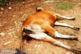 Ini penyebab puluhan sapi di Solok Selatan mati