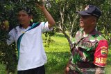 Desa Balung menuju sentra penghasil jeruk di Riau