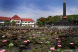 Petugas Dinas Pertamanan melakukan perawatan pada bunga Teratai (Nymphaea) yang mekar bersamaan di taman Tugu Kota Malang, Jawa Timur, Kamis (26/7/2019). Mekarnya ratusan bunga teratai yang hanya berlangsung tiga jam setiap hari tersebut menjadi salah satu daya tarik bagi wisatawan yang berkunjung ke Malang. Antara Jatim/Ari Bowo Sucipto/zk.