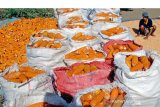Jagung untuk pakan ternak ayam