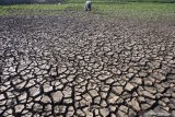 Petani bercocok tanam di atas tanah embung yang mengering di Tanggunggunung, Tulungagung, Jawa Timur, Kamis (25/7/2019). Sebanyak 15 desa di lima kecamatan daerah itu mengalami kekeringan akibat menyusutnya embung atau kolam-kolam penampungan air maupun sumber air bawah tanah. Antara Jatim/Destyan Sujarwoko/zk.