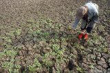 Petani bercocok tanam di atas tanah embung yang mengering di Tanggunggunung, Tulungagung, Jawa Timur, Kamis (25/7/2019). Sebanyak 15 desa di lima kecamatan daerah itu mengalami kekeringan akibat menyusutnya embung atau kolam-kolam penampungan air maupun sumber air bawah tanah. Antara Jatim/Destyan Sujarwoko/zk.