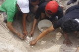 Warga bersama pecinta lingkungan memunguti telur penyu di pesisir Pantai Jung Pakis, Tulungagung, Jawa Timur, Kamis (25/7/2019). Sebanyak 158 telur penyu yang terpendam dalam pasir sedalam 1,5 meter dievakuasi dari pesisir pantai setempat untuk menghindari perburuan predator alami maupun ulah manusia, dan selanjutnya ditetaskan di penangkaran sebagai upaya konservasi penyu di daerah tersebut. Antara Jatim/Destyan Sujarwoko/zk.