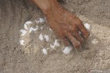 Warga bersama pecinta lingkungan memunguti telur penyu di pesisir Pantai Jung Pakis, Tulungagung, Jawa Timur, Kamis (25/7/2019). Sebanyak 158 telur penyu yang terpendam dalam pasir sedalam 1,5 meter dievakuasi dari pesisir pantai setempat untuk menghindari perburuan predator alami maupun ulah manusia, dan selanjutnya ditetaskan di penangkaran sebagai upaya konservasi penyu di daerah tersebut. Antara Jatim/Destyan Sujarwoko/zk.