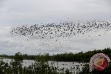 Siberia birds will no longer migrate to Sembilang Park South Sumatra: Walhi