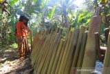 Masyarakat adat Dayak Deah memasak hasil panen pada puncak acara Mesiwah Pare Gumboh di Desa Liyu, Kabupaten Balangan, Kalimantan Selatan, Sabtu (27/7/2019).Masyarakat adat Dayak Deah melakukan tradisi tahunan Mesiwah Pare Gumboh yang artinya Syukuran Panen Bersama untuk melestarikan budaya lokal sekaligus ajang promosi berbagai kesenian Dayak Deah.Foto Antaranews Kalsel/Bayu Pratama S.