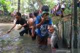 Masyarakat adat Dayak Deah melakukan Ngerokop Esa (menangkap ikan) pada puncak acara Mesiwah Pare Gumboh di Desa Liyu, Kabupaten Balangan, Kalimantan Selatan, Sabtu (27/7/2019).Masyarakat adat Dayak Deah melakukan tradisi tahunan Mesiwah Pare Gumboh yang artinya Syukuran Panen Bersama untuk melestarikan budaya lokal sekaligus ajang promosi berbagai kesenian Dayak Deah.Foto Antaranews Kalsel/Bayu Pratama S.