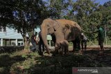 Dokter hewan Balai Konservasi Sumber Daya Alam (BKSDA) Aceh dan pawang gajah (Mahout) Conservation Response Unit (CRU) Alue Kuyun memeriksa kondisi kesehatan induk Gajah Sumatra yang baru melahirkan di Kecamatan Wouyla Timur, Aceh Barat, Sabtu (27/7/2019). Gajah Sumatera bernama Suci (30 tahun) melahirkan anaknya yang diberi nama Yuyun pada 24 Juli lalu. (Antara Aceh/Khalis)